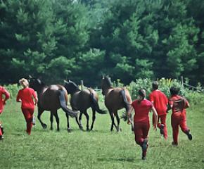 Dancing with Horses